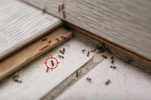 Pest Control for Restaurants in Farmerville, LA
