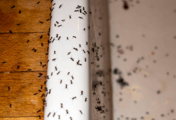 Best Emergency Pest Control  in Farmerville, LA